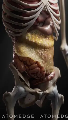 Did you know your abdomen has its own built-in first responder? 🚨 Meet the greater omentum — a fat-laced fold of tissue that cushions your organs, helps limit infections, and even sticks to areas of inflammation to protect them!  The greater omentum is nicknamed the 'policeman of the abdomen' because it can migrate toward sites of infection or injury, walling off abscesses (like appendicitis) to prevent deadly spread. #AnatomyTok #MedTok #GreaterOmentum #HumanBodyFacts #MedicalEducation #SurgeonTok #UKMedicine #NHSDoctor #MedStudentUK #AnatomyReel