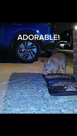 Full videos YouTube@debs3289  #fox #wildlife #cute #fyp #viralvideo 