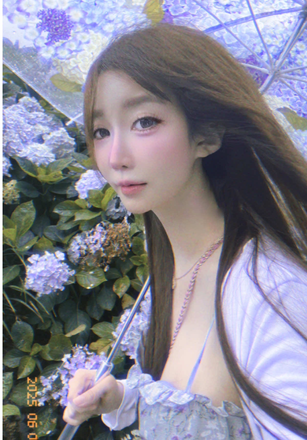 6月的陽明山繡球花季💐 下雨了🌧️🌧️🌧️