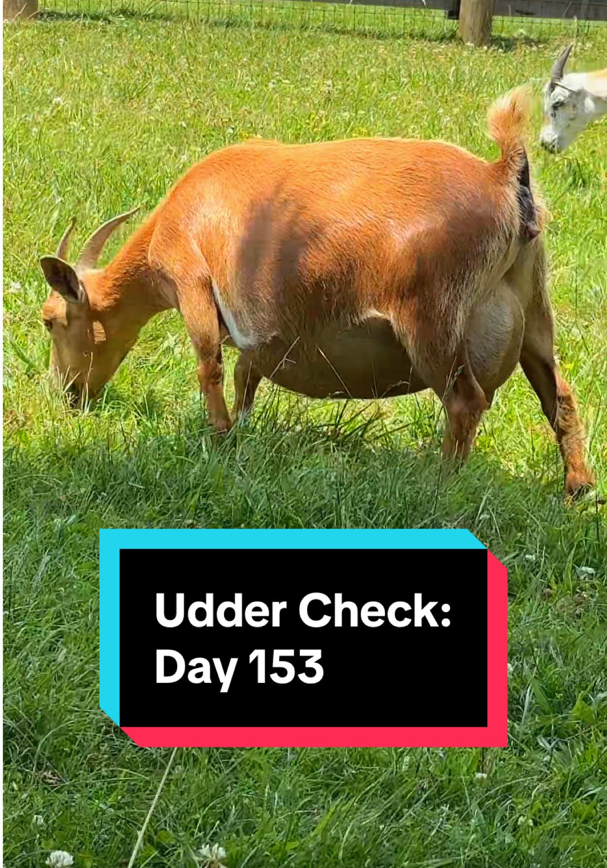 Daily Udder Check: Day 153🐐💕 #kiddingseason #nigeriandwarfgoats #dairygoat 