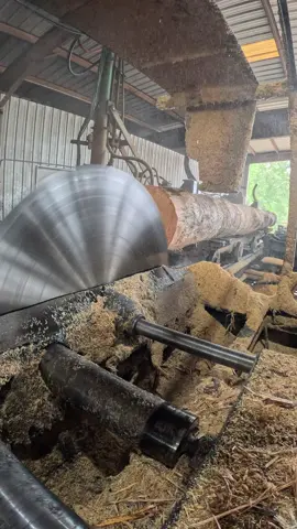 Sawin’ a 24-Foot Southern Yellow Pine with a 66” Solid Tooth Saw This beast of a log didn’t stand a chance. Running the 66” solid tooth saw through 24 feet of Southern Yellow Pine—pure power and precision at the mill. Turning timber into lumber the old-school way. #SouthernYellowPine #SawmillLife #BigTimber #66InchSaw #LogToLumber #SawmillAction #MillLife #SawDustInMyVeins #ChainsawNotRequired #HomesteadHustle #Woodworking #RoughCutLumber