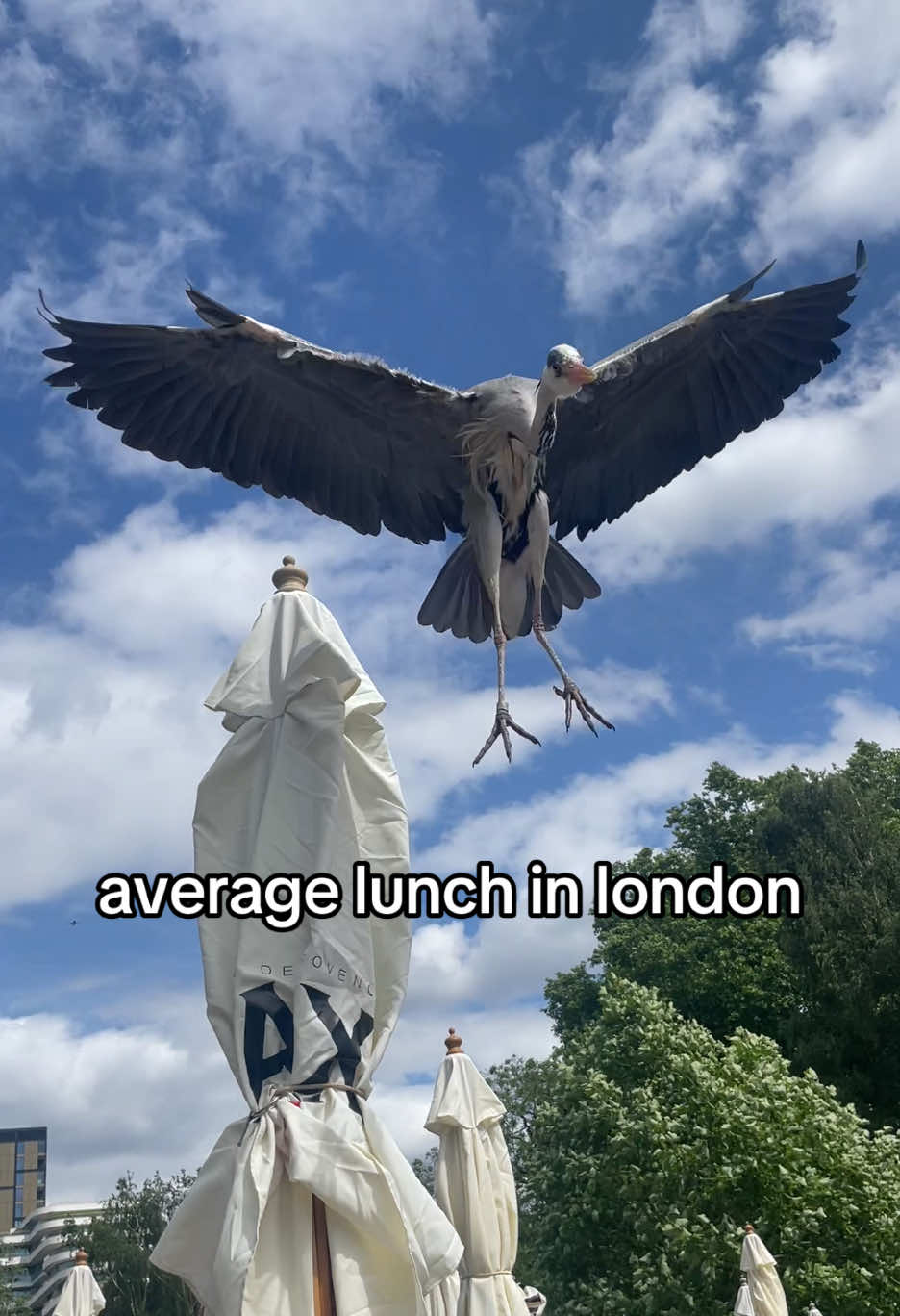 Went for a pint, stayed for the heron 🦅 #rspb #batterseapark #peartree #london 