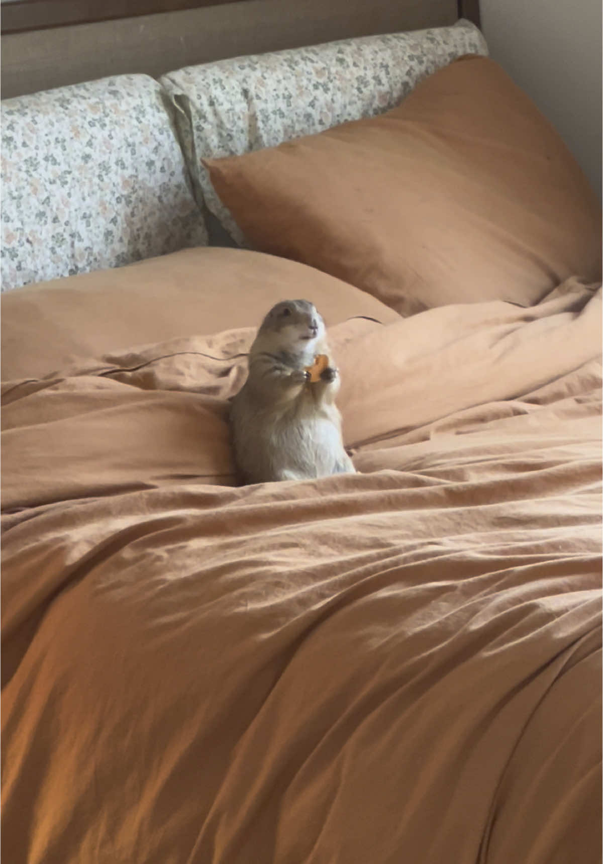 Brisket acting like she owns the place #prairiedog #petprairiedogs #brisket 