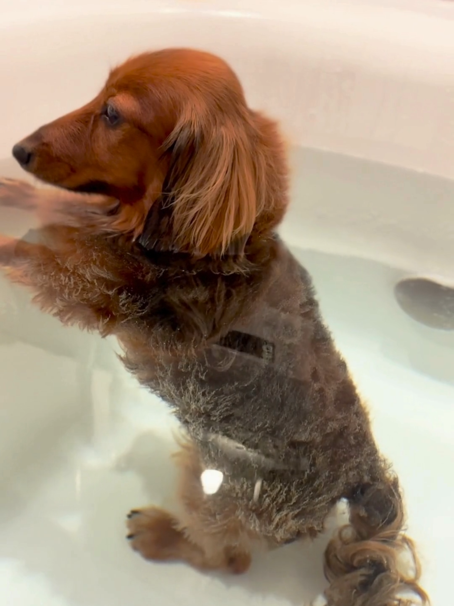 This cute pup lets out a bubbly fart in the tub and looks around like, 