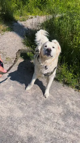 Loving summertime with Cooper!  He loves his trail walkies!  #trailwalks #montourwoods #montourtrail #walkieswalkies #creekswims #sircooperwhitequaye #whitedog #englishcreamgoldenretriever #summertime #summersoff #creamgoldentok #goldens #goldenretrieverlife #goldensoftiktok #babybrother #dogmom #dogmomlife #mydog 