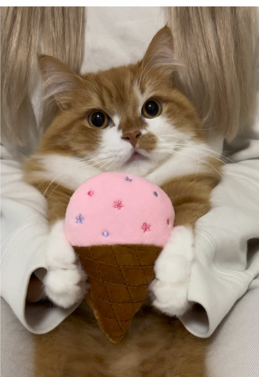 うにが何か持っています…🥰 #アイスクリーム #猫 #cat #マンチカン #短足マンチカン #かわいい 