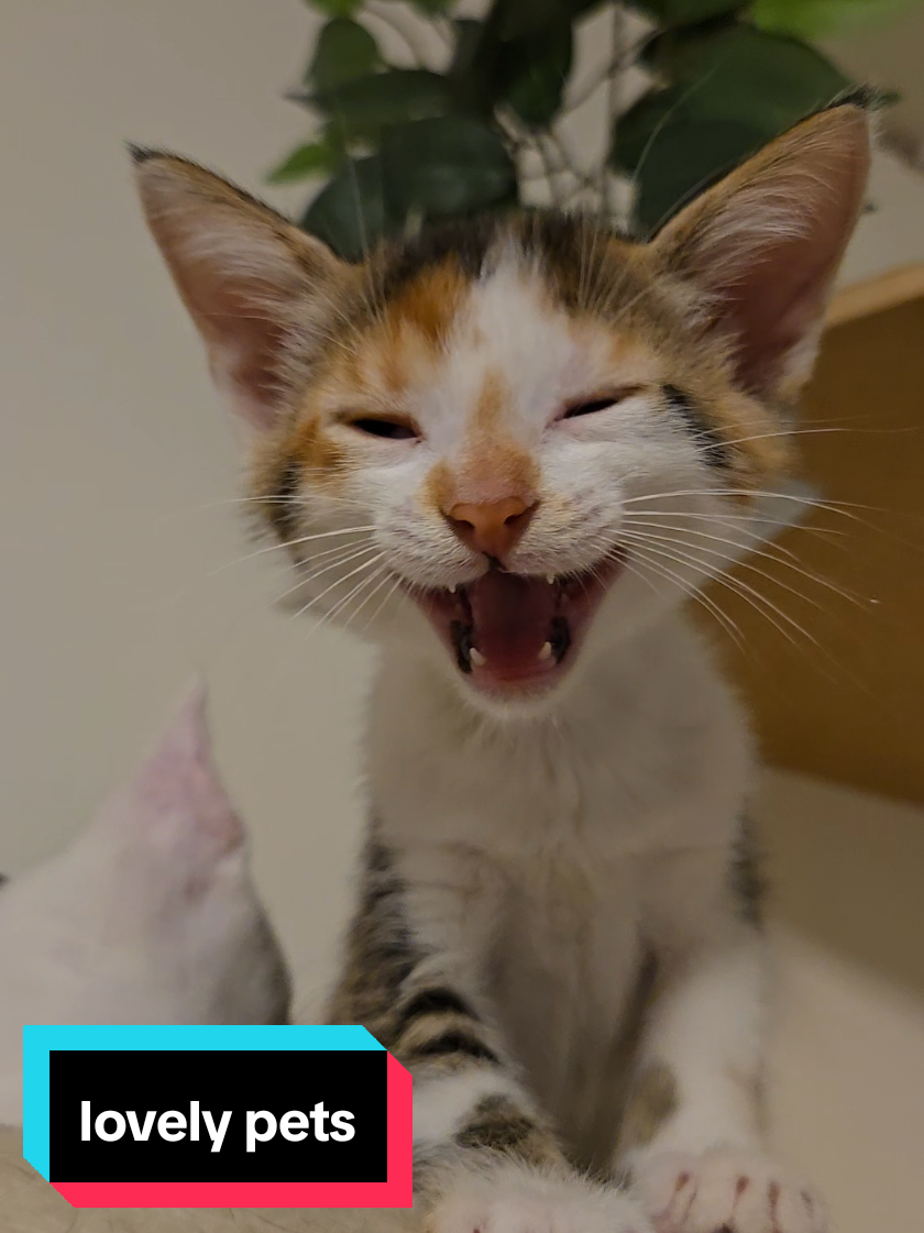Belle and Moo waking up from a long nap wanted to say hi. #kittenseason #catmom #cuddlebug #naptime #sleepybaby #brotherandsister #welcomehome #tinybutmighty #kittensoftiktok #kittentok #adoptdontshop #belleandmoo  #creatorsearchinsights  kittens of tiktok  kitten season  sleepy babies nap time
