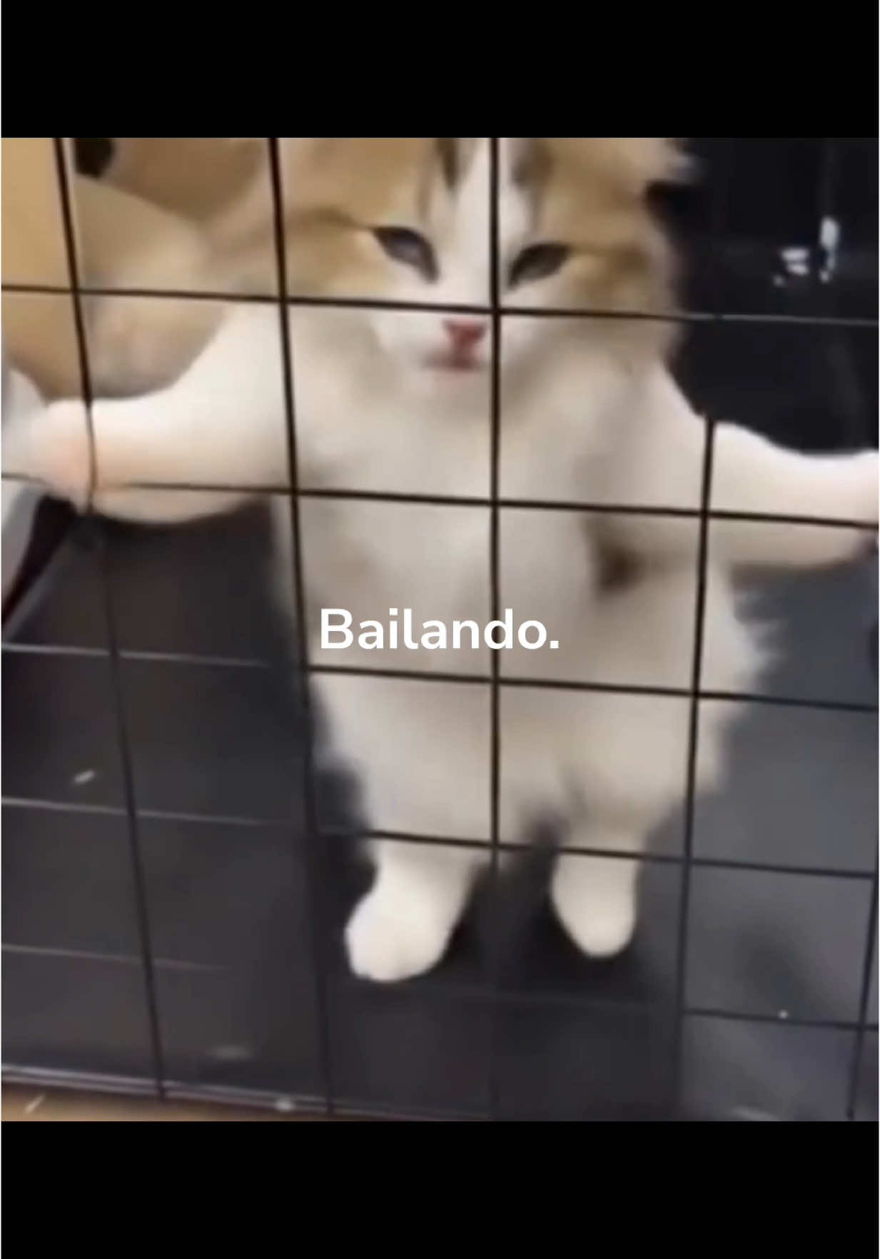 Bailando Katzentanz (Bailando Cat Dance) #katze #cat #tanz #dance #katzentanz #catdance #bailando #bailandokatzentanz #bailandocatdance #katzenvideos #lustigekatzenvideos #catvideo #funnycat #funnycats #bestoftheday #viral #viralvideos #fy #fyp #fyppp #foryou #foryoupage #fypage #foryour #foru #foruyou #forupage #lustig #witzig #lustigevideos
