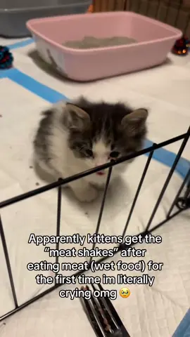 🥹🥹 I did clean her goopy eyes after this don’t come after me in the comments #catsoftiktok #catdistributionsystem #cute 