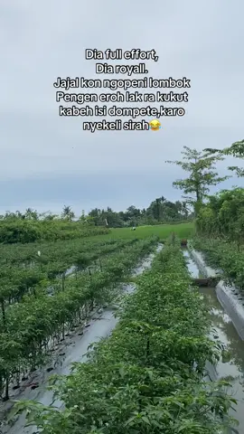 Ora kalungan botol obat turut dalan wae termasuk aman🤣😂#petaniindonesia🇮🇩🇮🇩🇮🇩🌿🌿 #petanimudamilenial #petanimilenial #petanicabai #petanicabai #xyzbca #fypage 