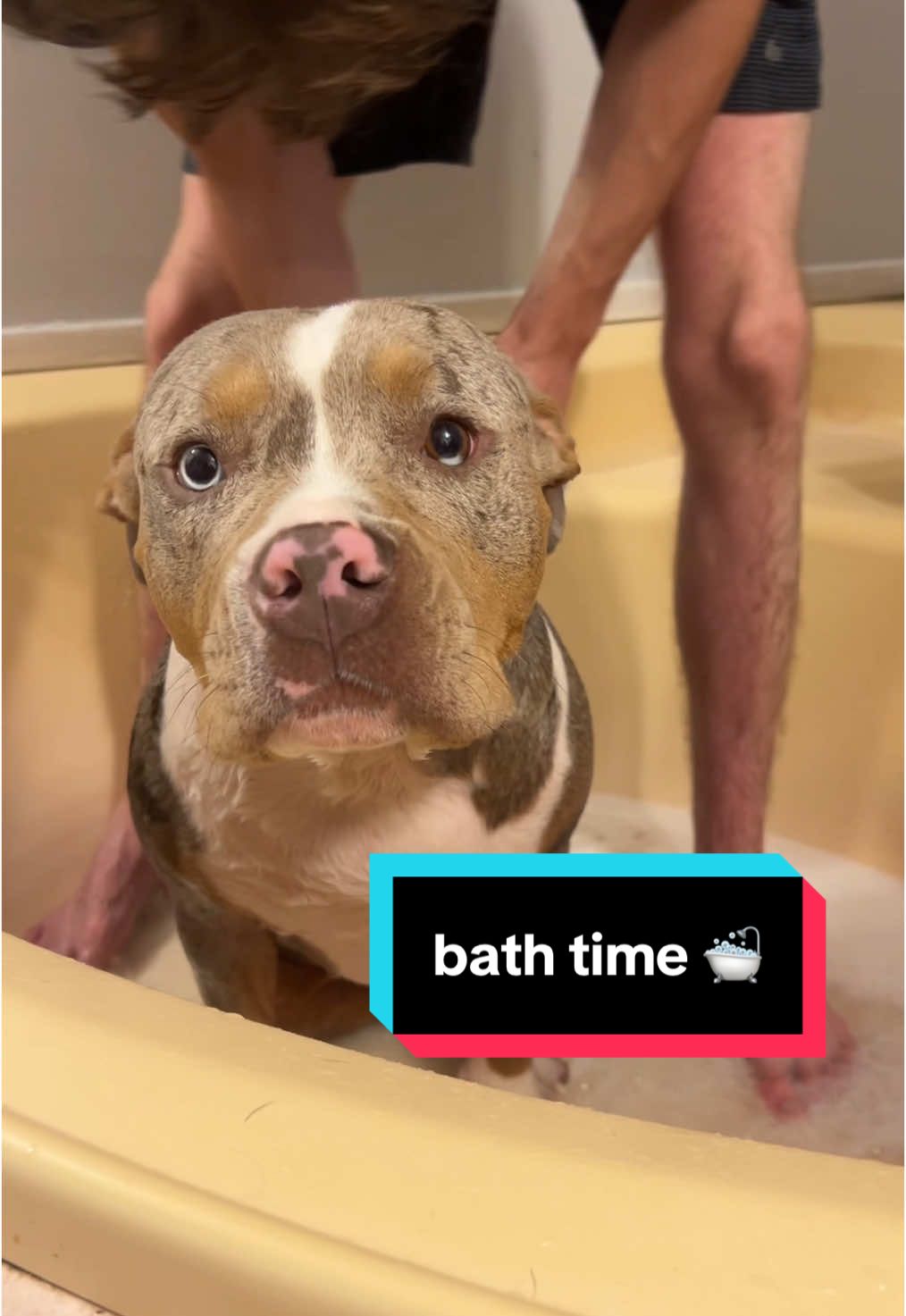 my girl is clean and happy! love this new shampoo 🤩 #tiktokshop #dogsoftiktok #pitsoftiktok #bathtime #dogshampoo 