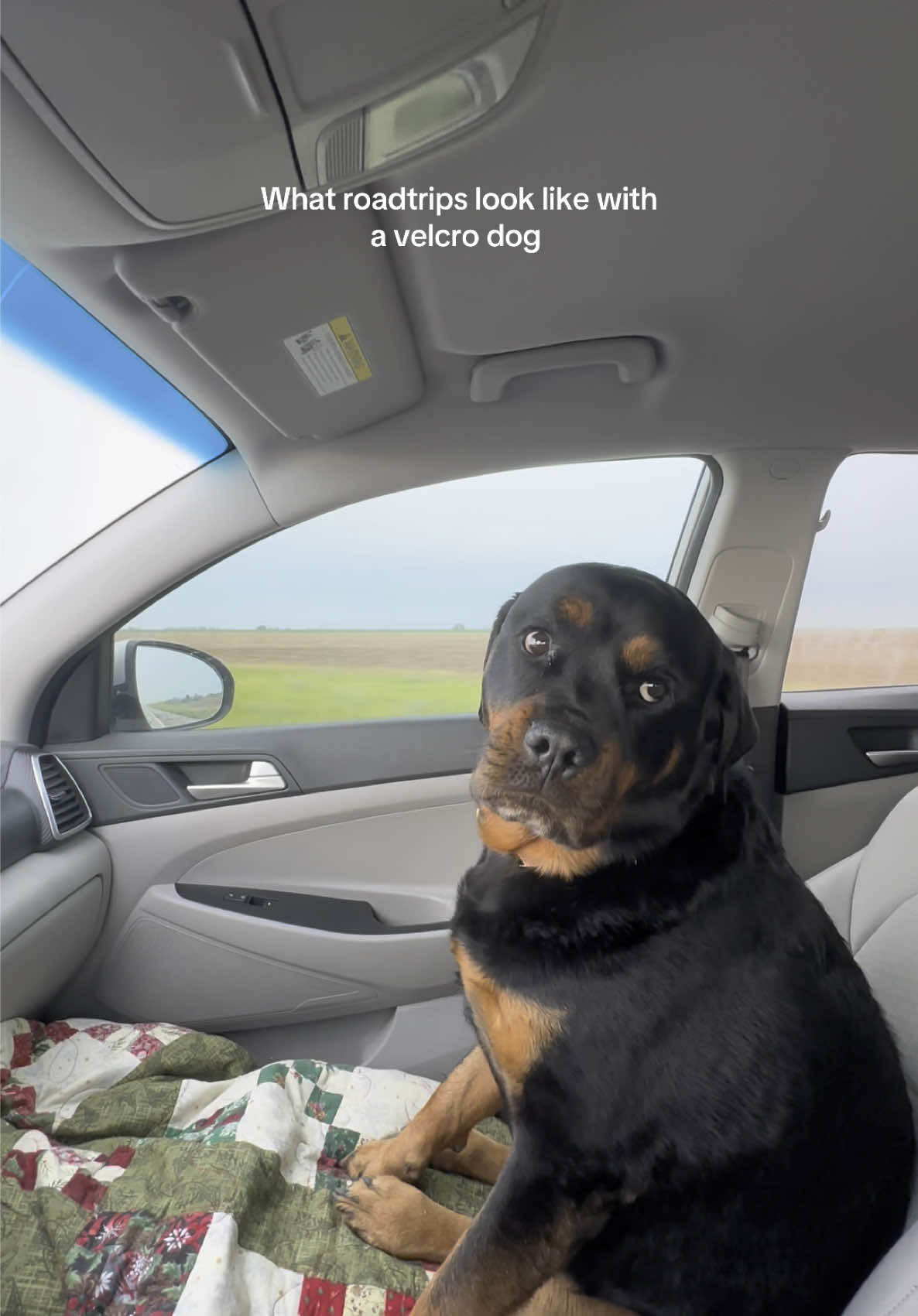 Nonstop pets pls! #rottweiler #fyp #dog 