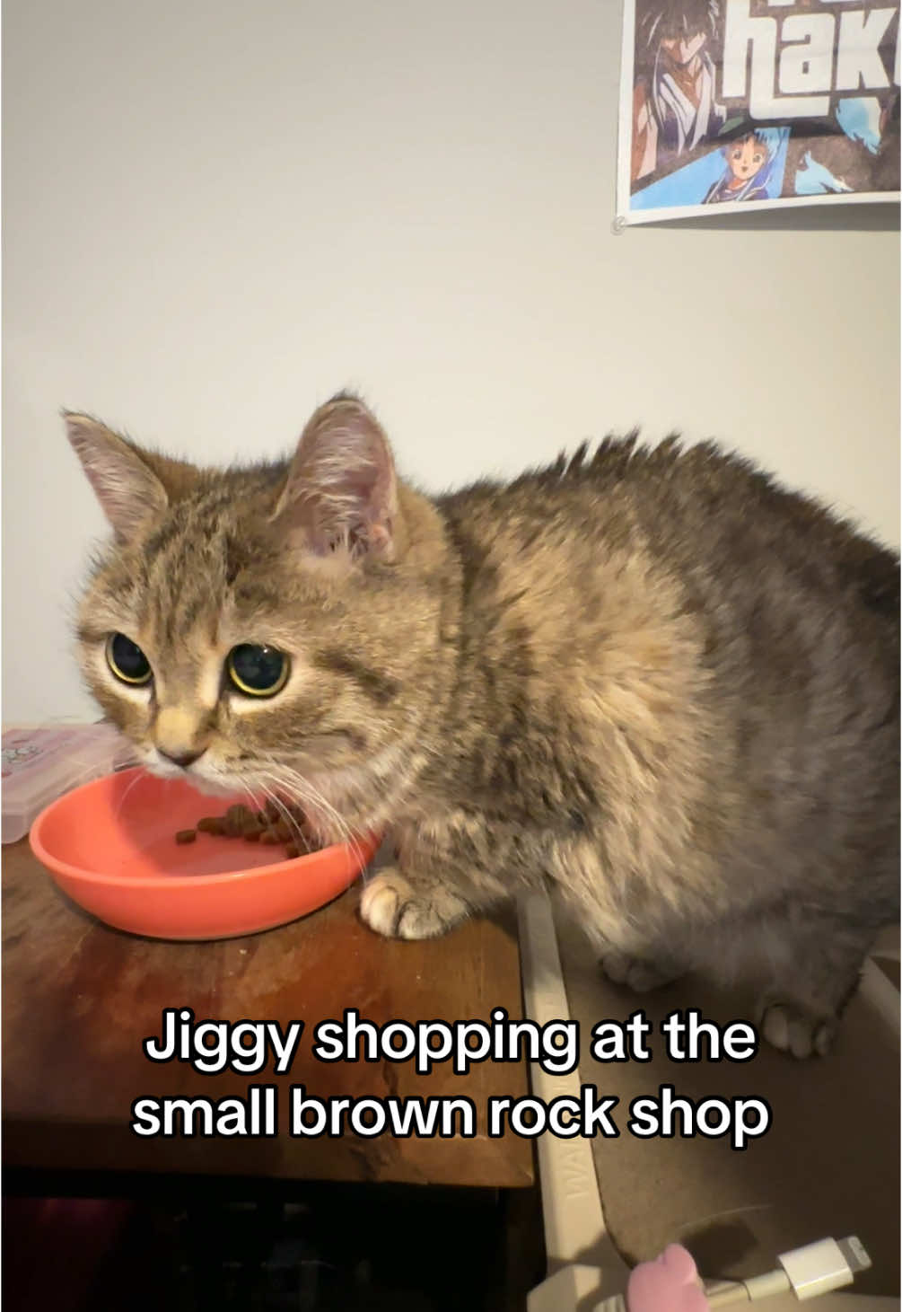 she’s a daily customer ✨ #jiggysmalls #dwarfcat #jiggycat #foryoupage #viralvideo #fypシ゚viral 
