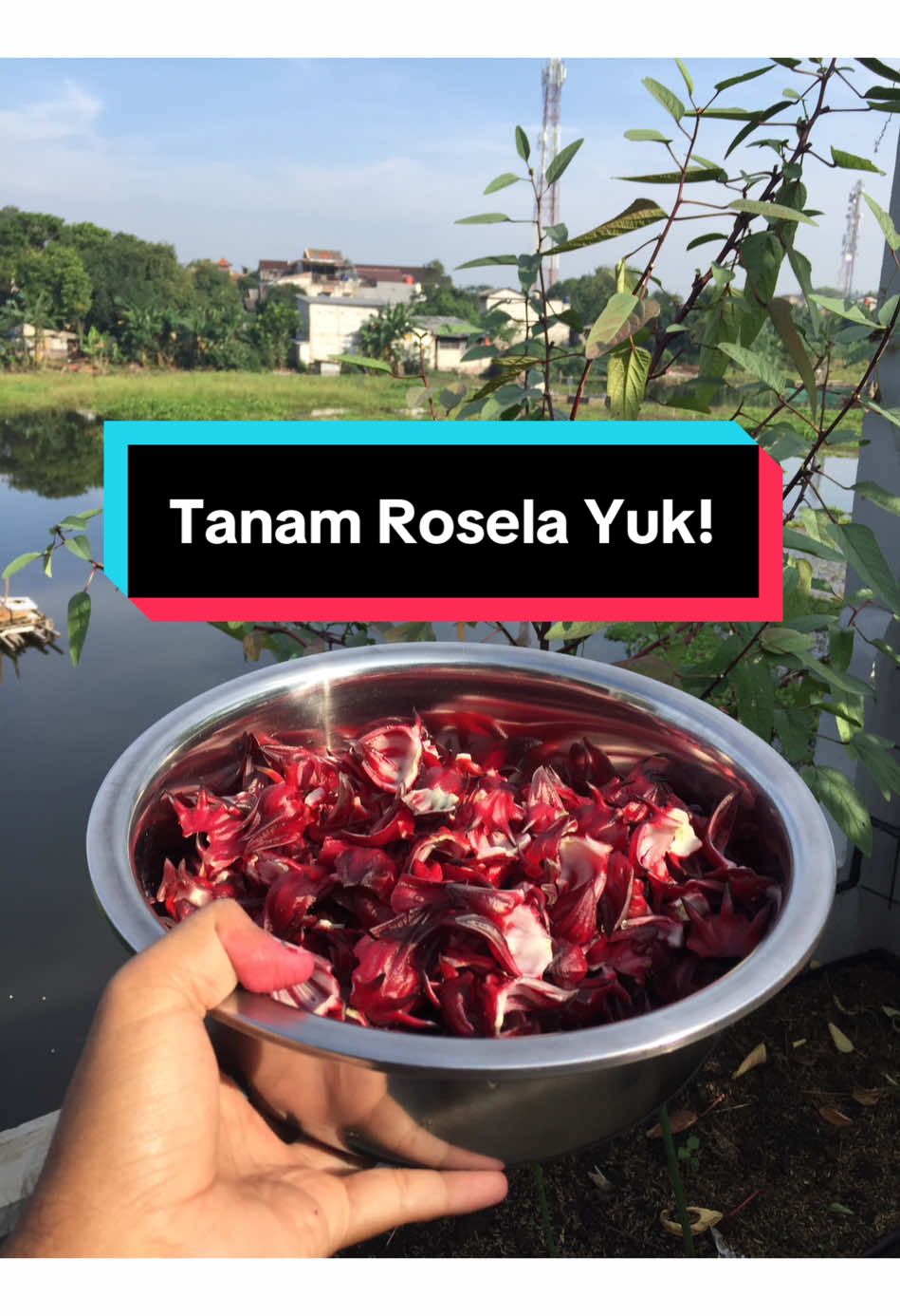 Tanaman Rosela ini punya banyak sekali manfaat buat tubuh kita, salah satunya ya mencegah kegemukan. Pastinya harus diimbangi dengan pola hidup sehat ya #berkebun #berkebundirumah #urbanfarming 