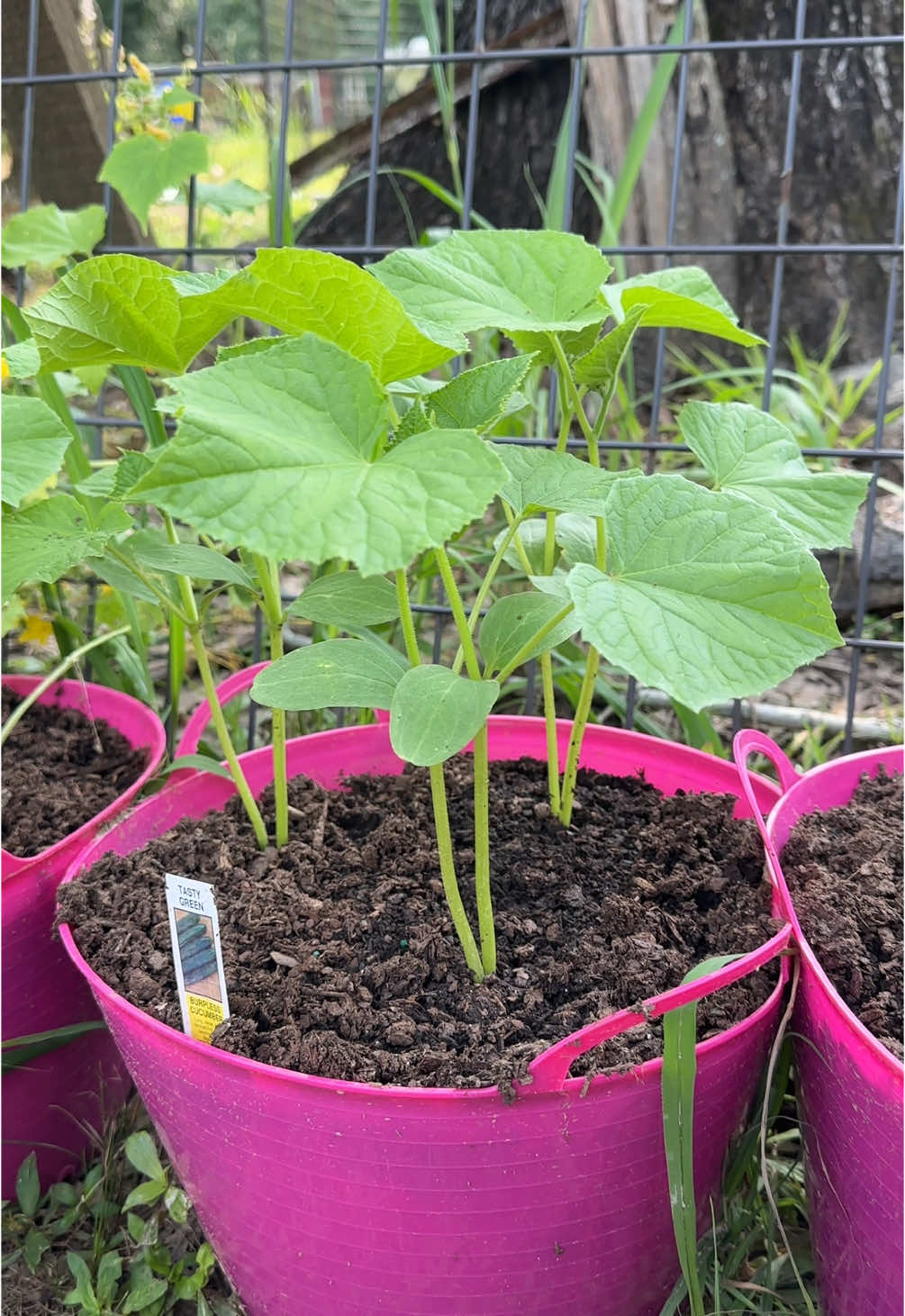 Garden check in - I’m so proud of my plant babies. #garden #gardentok #growyourownfood #gardening #vegetablegarden #fyp 