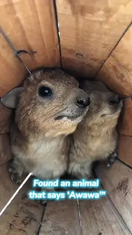 Found an animal that say ‘Awawa’.#hyrax #awawa #funnyanimals #funnypets 