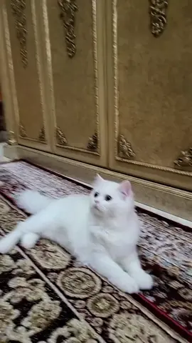 aku lebih milih bercanda sm kucing daripada candain kamu yg suka ngambek tanpa sebab🤪🤪😂 #fyp #fyppppppppppppppppppppppp 