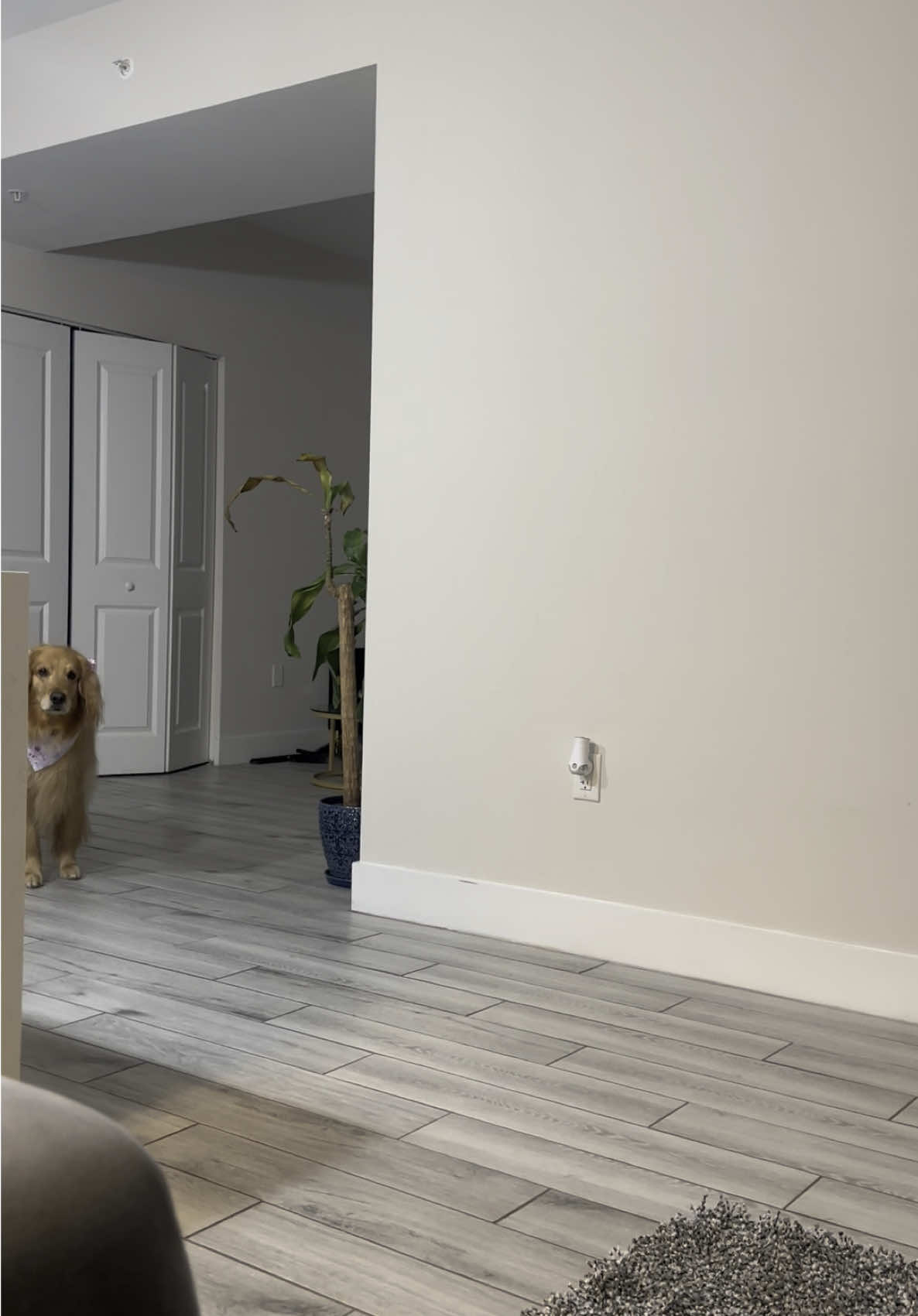 #goldenretriever #play 