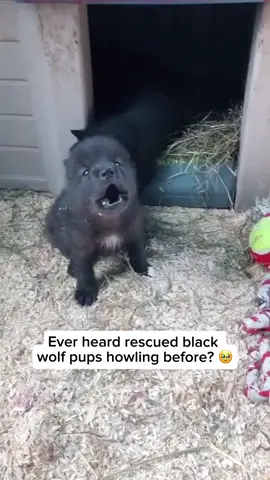 These rescued black wolf pups are practicing their howls—soft, shaky, and a little unsure. It’s their way of learning to communicate and instinctively calling out for their mom. Even in a safe sanctuary, that natural bond and longing is still there, and every little howl is a step toward finding their voice.  Video #1 credit goes to Miller Zoo on TikTok  Video #2 credit goes to voyageurswolfproject  Video #3 credit goes to: Yellowstonebroo Feel free to explore the gallery of these pages, where you can express your support, admiration, and indulge in more amazing wildlife photography. #animals #cuteanimals #animallovers #wolf #wolf #wolflover #babywolf #cutebabywolf #babywolfhowl #wolfpup #cutewolfpup 