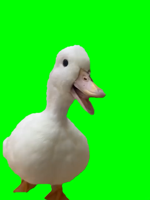 #duck #laughingmeme #funnymeme #funnyanimal #fyp #CapCut 