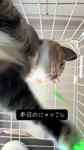 #にゃっこし #ねこ #猫のいる暮らし #猫のいる生活 #cat #ネコ #猫好きさんと繋がりたい #猫可愛い #ねこがいる生活 