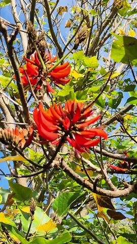 Winter in Australia: Found a few trees with some color change. Winter in Australia is mostly rain showers, 70's🌡during day and few leaves lost. #seasons #winter #australia #kangaroo #flowers #trees 