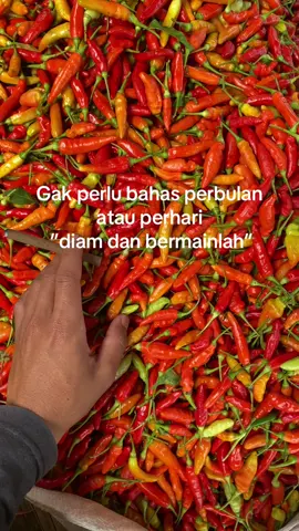 Selayak nya laki” saja.#petaniindonesia🇮🇩🇮🇩🇮🇩🌿🌿 #petanicabe🌶 #petanisukses #bisnisanakmuda 