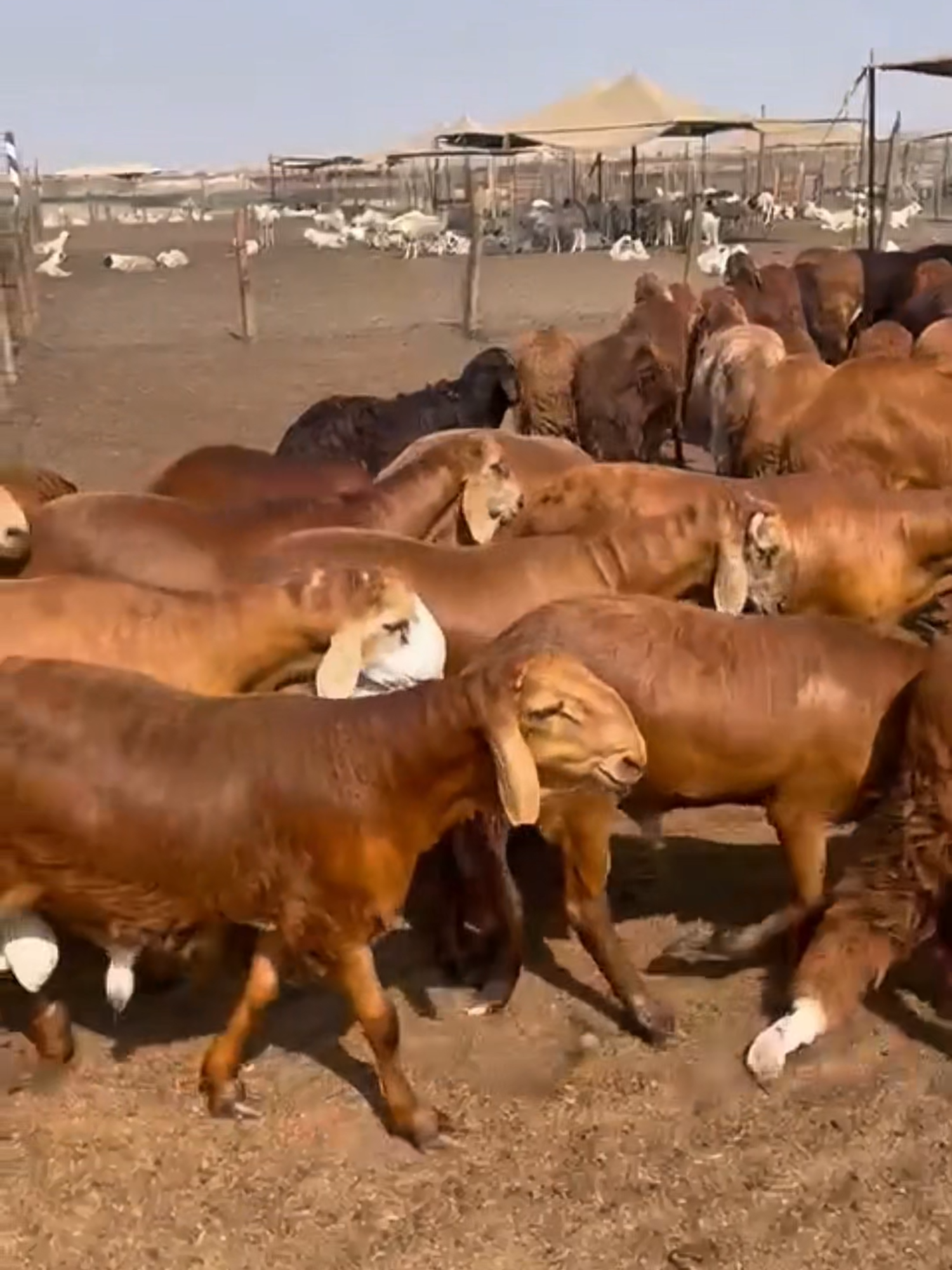 في مزرعة الأغنام الريفية احنا نرفع التحدي جودة عالية في كل رأس تنوع كبير يناسب كل ميزانية 🐑 وخدمة تضمن راحتك من وقت الحجز لين التوصيل اختر أضحيتك من مكان يثق فيه الناس وجرب الفرق بنفسك 👌 #مزرعة_الأغنام_الريفية #أضاحي #جودة_وثقة