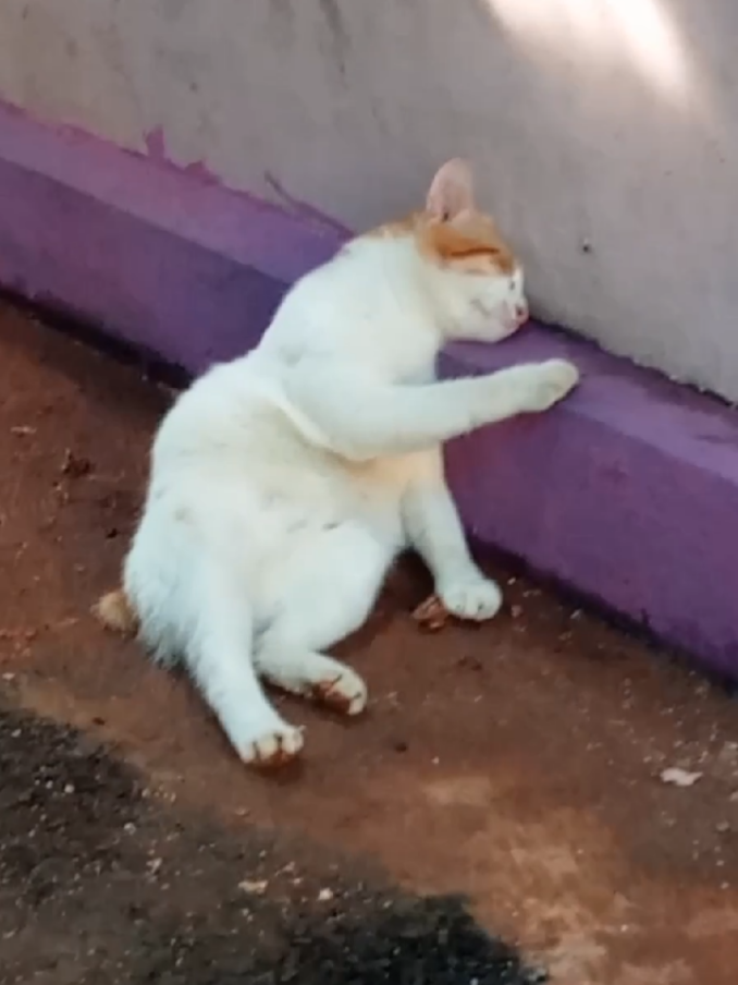 🐱 : kehidupan ini sangat berat #fyp #fypage #xybca #cat #kucinglucu 