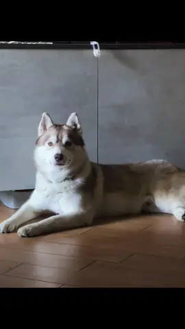 #Ciro #Ciruzzo #Husky #Siberian #Viral #neipertee  Sei di una bellezza unica cuore mio ❤️