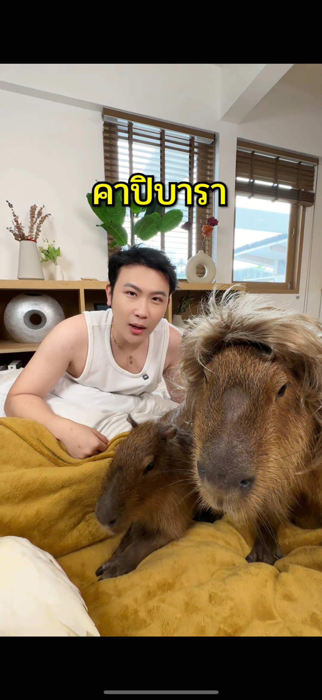 บอบบี้คาปิบาร่า @BobbyCapybaraAndFriends 