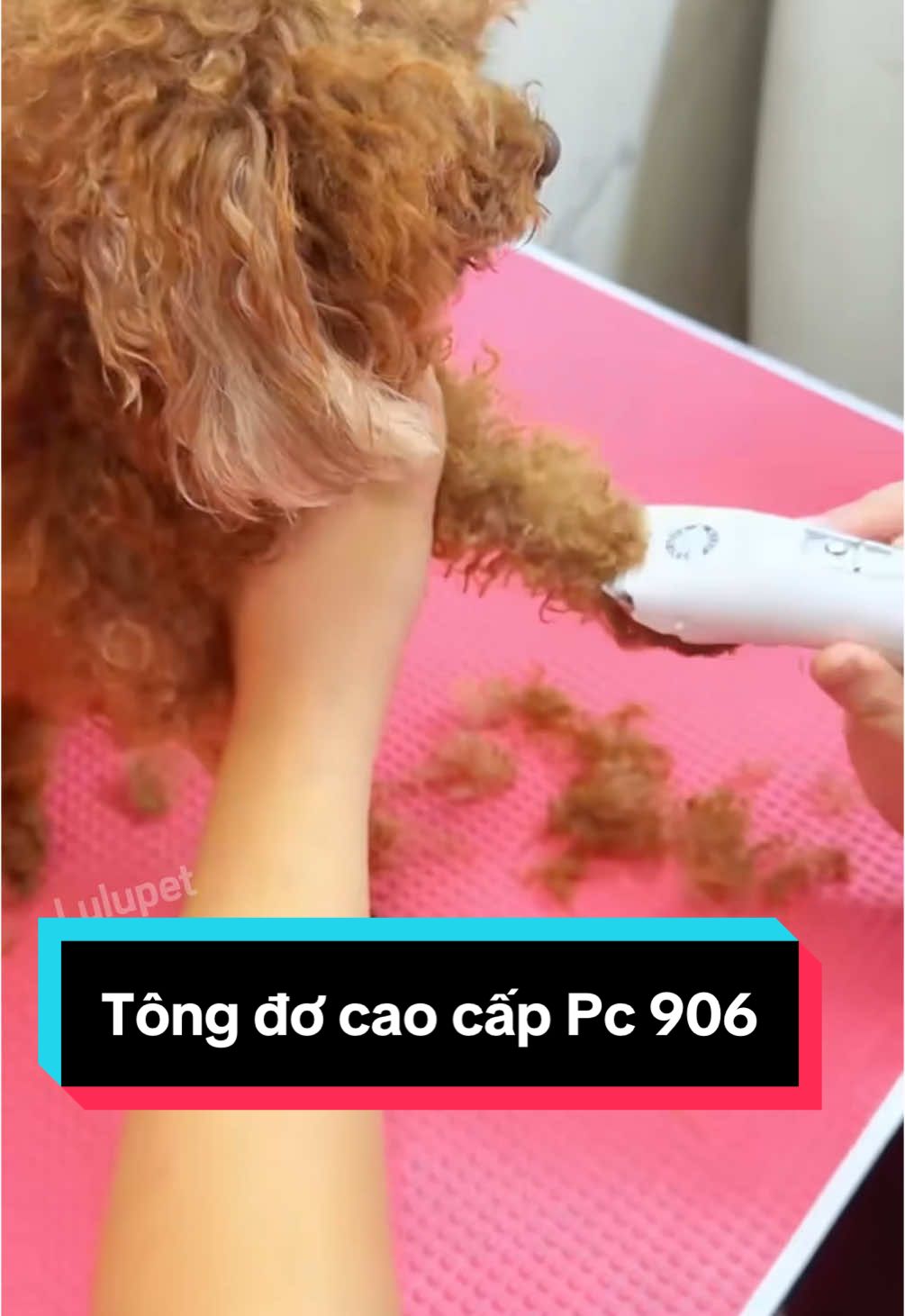 Tông đơ cao cấp Pc 906, pin đầy sử dụng khoảng 2 giờ rất tiện lợi và tiết kiệm #pet #cat #thucung #chomeo #dog #ticipet #ticipetspa #lulupetspa #phukienthucungticipet #thanhpetspatainha #xuhuong #xuhuongtiktok #fyp #tongdocattialongchomeo #tongdocattialongchothucung #tongdotialongchomeo #cattialongthucung #cattialongmeo 