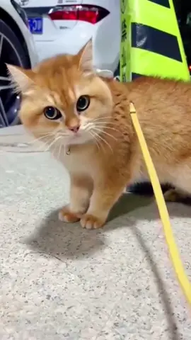 #funnyanimals #pets #fyp 