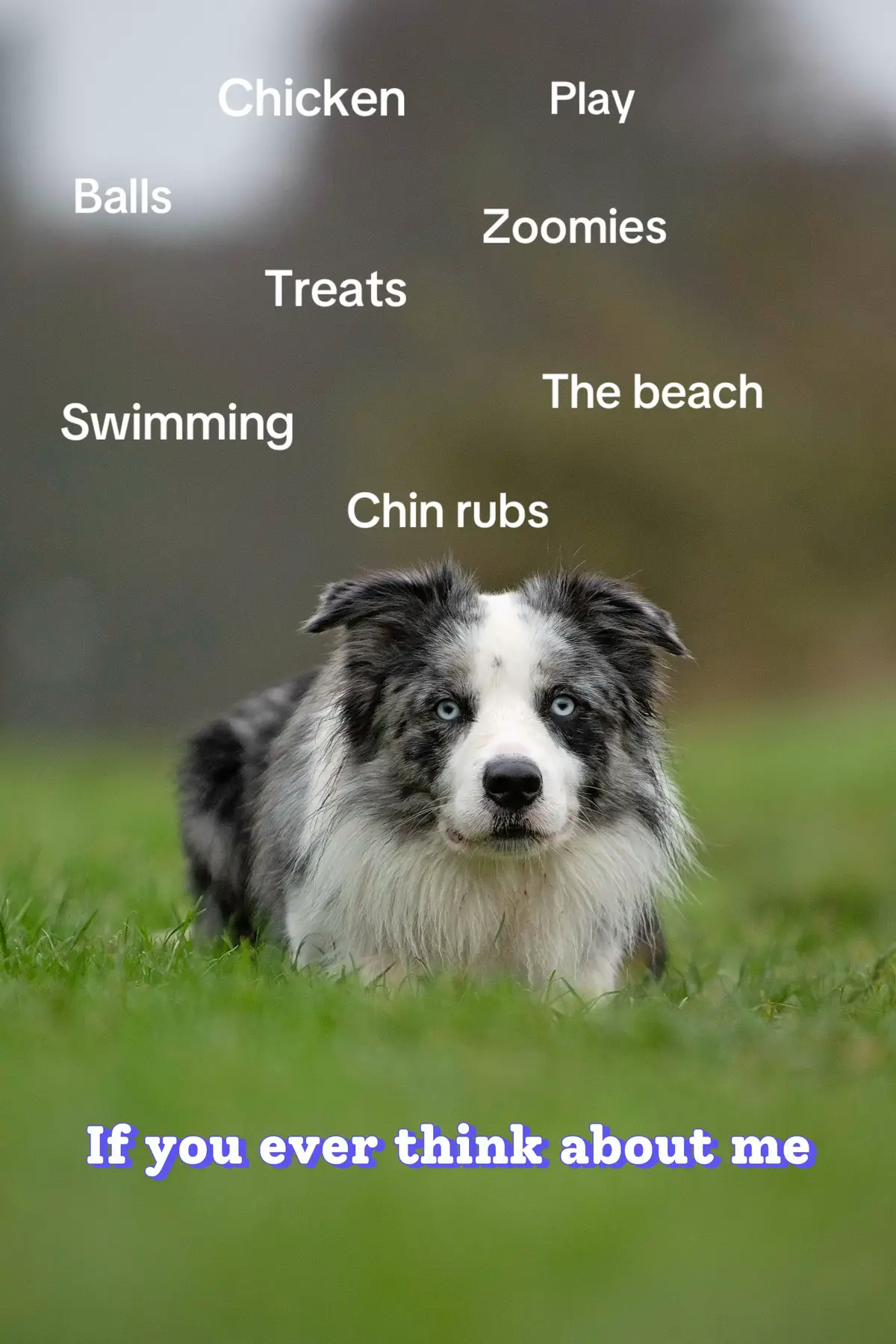 #bordercollie #tiktokdogs #dogsoftiktok #trends #merlecolliesoftiktok #beachdog #afewofmyfavouritethings #dog #dogsoftiktok #dogtok #colliedog #colliesoftiktok #merlecollie 