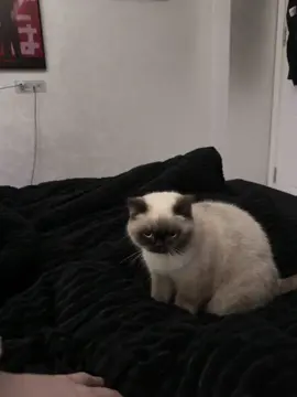 This black-faced cat is so cool 😎 #cat #pet #catlover #cute 