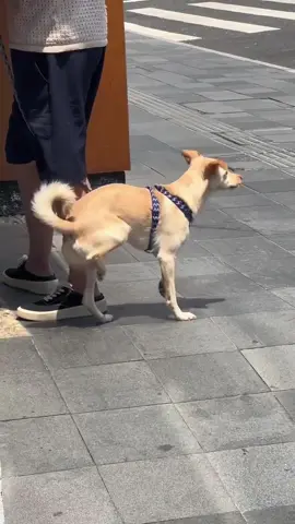 It’s So Hot Even My Dog Can’t Walk—This Fan Saved Us!🔥🐾 @Aecooly.us #Aecooly#fyp#AeroUltra#OutdoorFun#portablefan#handheldfan#minifan#turbofan#StayCool#SummerEssentials#dealsforyoudays#TikTokShopMemorialDay#TikTokShopSummerTrend#TikTokShopSummerTurnUp#TikTokShopSpringGlowUp#tiktokshoprestock#GadgetLover#CoolTech#SummerVibes#CoolAndComfy#CoolingFan#summertime#ttslevelup#FathersDayGift