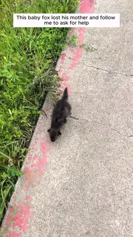 This baby fox lost its mother and followed me to ask for help #animal #animalsoftiktok #animallover #rescueanimals #fox 