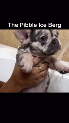 The pibble iceberg #pibble #frenchie #dogs #fyp #pibblesoftiktok #viral #pibble_chan 
