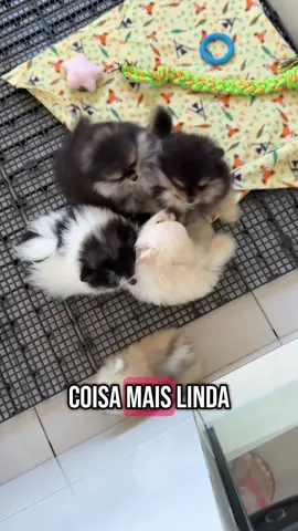Se tem coisa melhor que isso, desconheço 😍 #amor #spitzalemao #luludapomerania #spitz #pomerania #viralvideos #foryoupage #fyy 