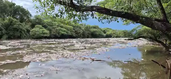 Triste situação do nosso rio pardo!  #poluição #naturezapedesocorro #ribeuraopretopedeajuda #ibama 