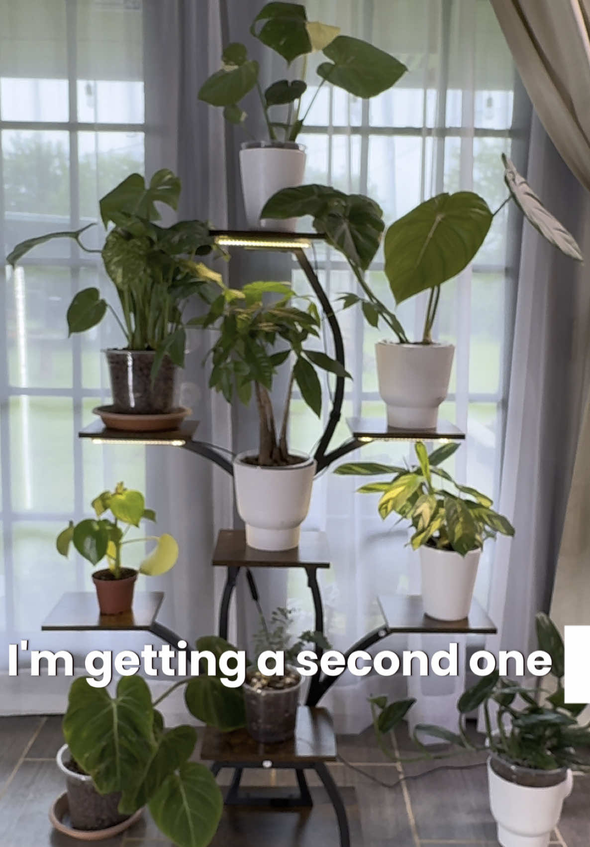 I’m getting a second one! These are awesome!! #houseplants #rareplants #plantsoftiktok #plantshelf #growlight #plantdisplay #beunique 