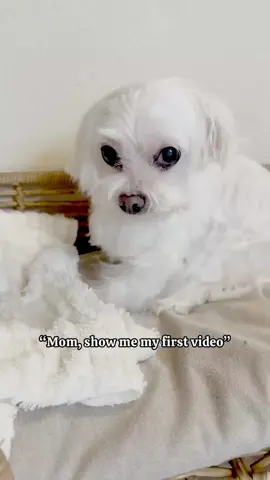 14 years ago …🥹☁️ #maltese #dog #maltesepuppy #maltesedog #fyp #foryoupage #throwback #doggo #dogsoftiktok #malteseoftiktok 