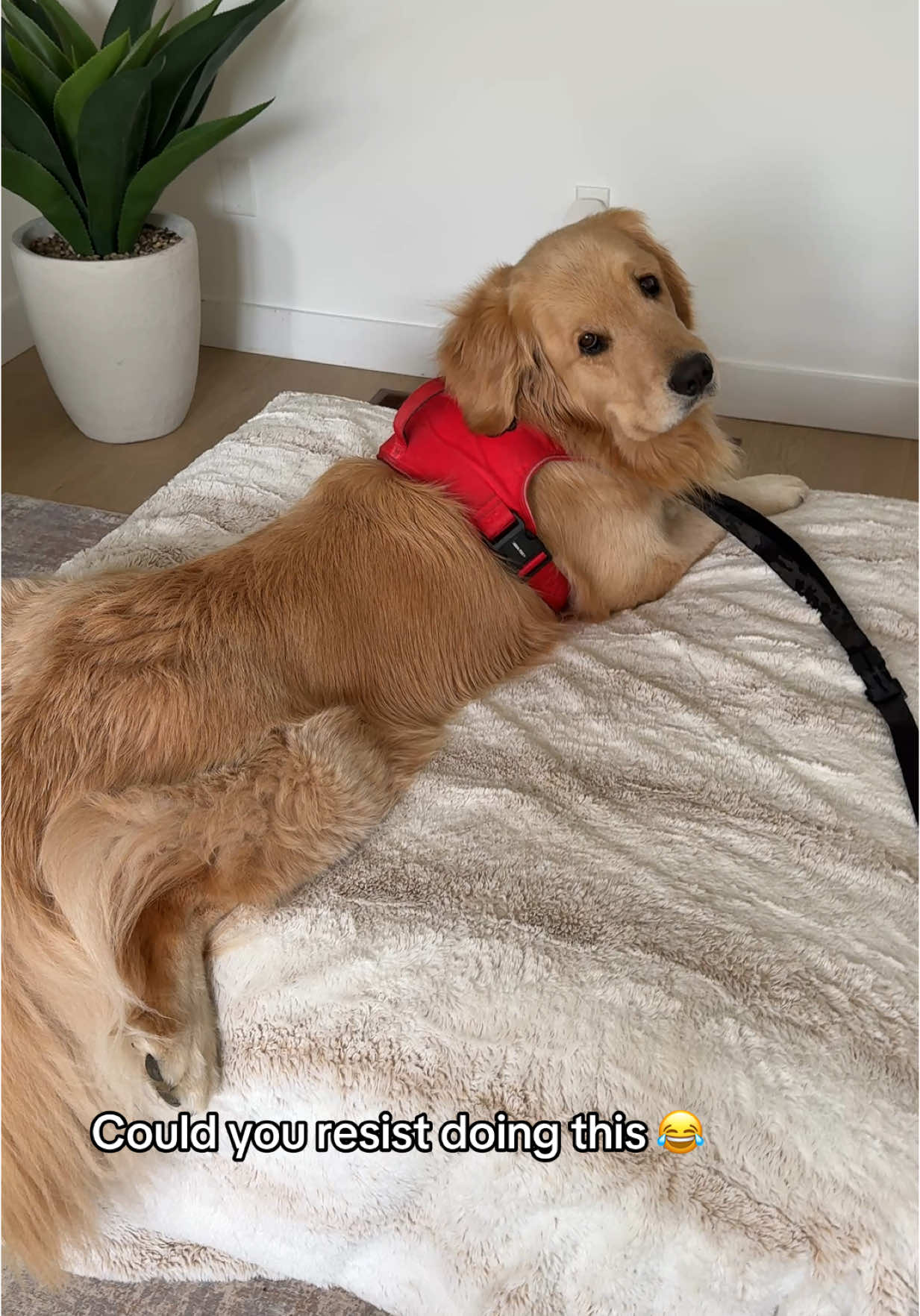 He was asking for it 😉 #colin #sploot 