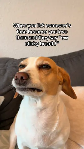 That was rude #dog #beagle #funny #dogsoftiktok 