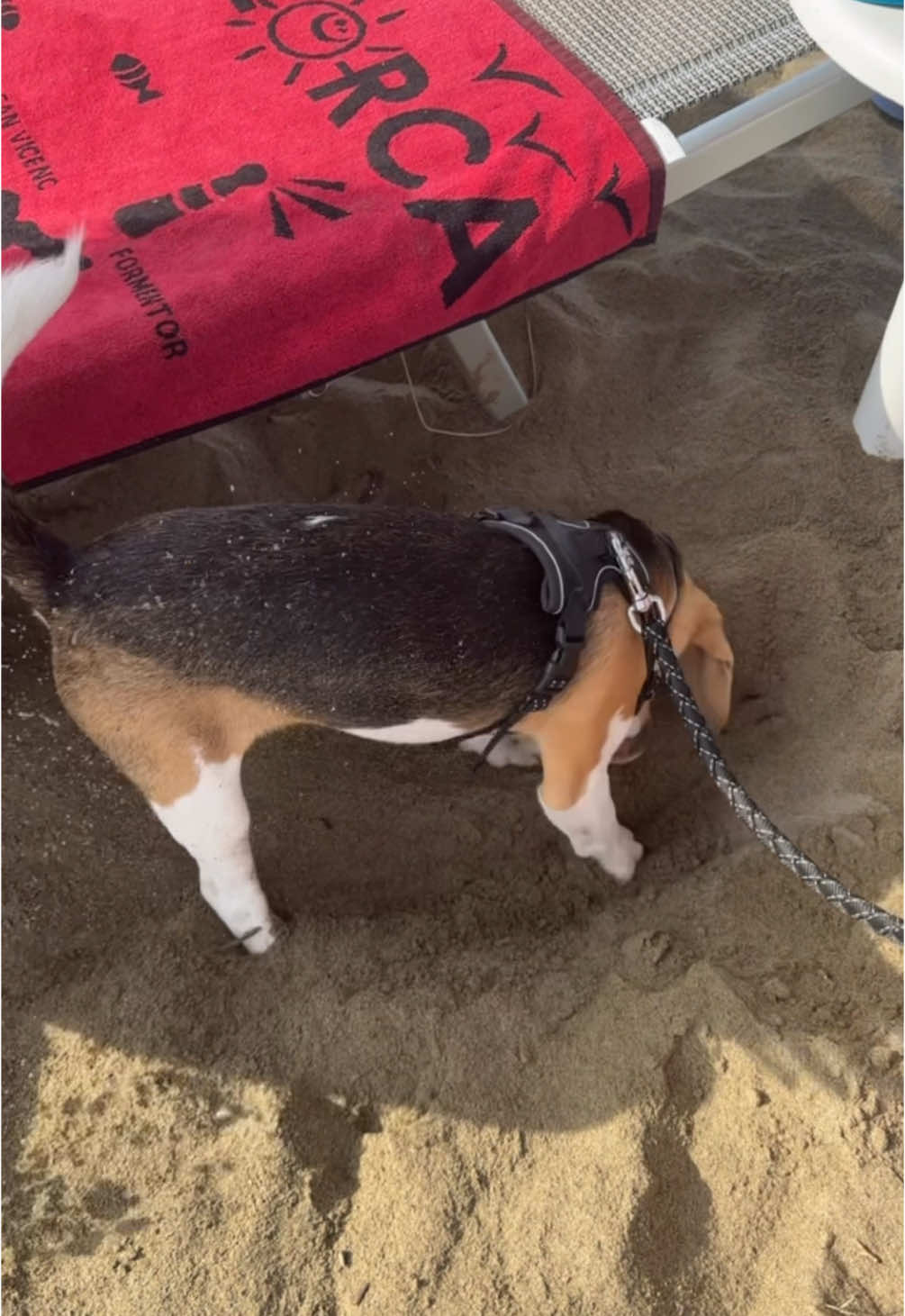 Qualcuno ha imparato a scavare nella sabbia!! 🤪 #Beagle #beaglelover #beaglelife #dogtok #vitadacani #canefelice #petlover #puppydog #cucciolo #summer2025 