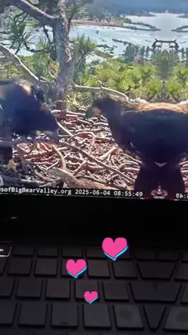 #kisses #fyp #foryoupage #FOBBV #sunnyandgizmo #jackieandshadow #friendsofbigbearvalley #bigbearcalifornia #together #eagles #eaglets #weloveyou #nature 💖😍❤️🙏