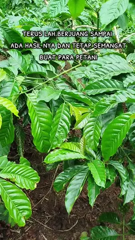 rill gak ada setingan baru belajar #petaniindonesia🇮🇩🇮🇩🇮🇩🌿🌿  #kopi robusta #petanimilenial  #petani muda #fyp 