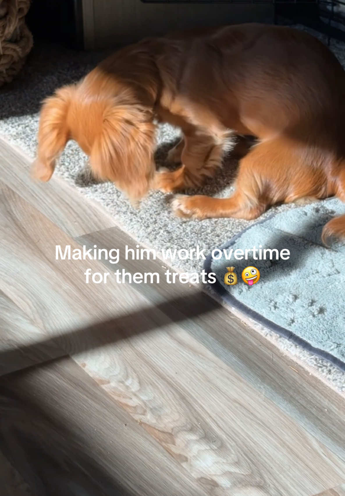 Does your pet work too? 💰 #daschundsoftiktok #greenscreenvideo #PetsOfTikTok #greenscreen #foryoupage 