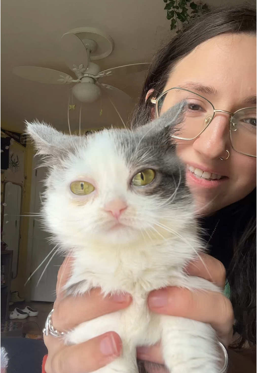 Kerm farts are GROSS #kermit #kermitthecat #kermiewormy #dwarfcat #kitten #cats #catsoftiktok #kermit 