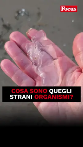 @Archeoplastica Strani organismi #focus #focusdomanderisposte #domanderisposte #scienza #curiosita #salpe #mare #straniorganismi 